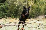 BEAUCERON 767